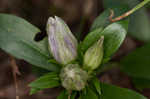 Striped gentian